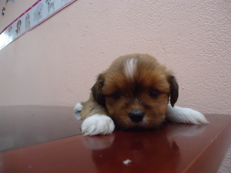 Marley